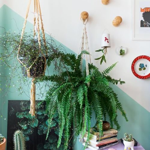 plantas-para-apartamento-pequeno-samambaia