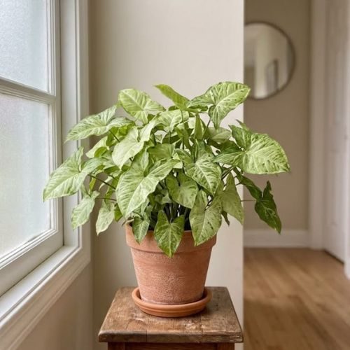 plantas-para-apartamento-pequeno-singonio