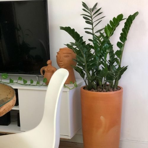 plantas-para-apartamento-pequeno-zamioculca