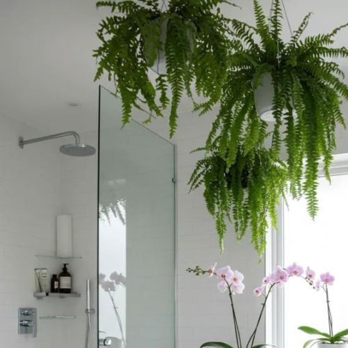 plantas-para-apartamento-samambaia