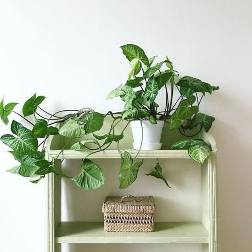 plantas-para-apartamento-singonio