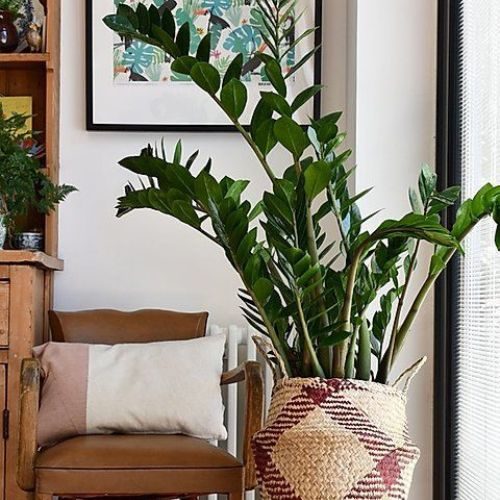 plantas-para-apartamento-zamioculca