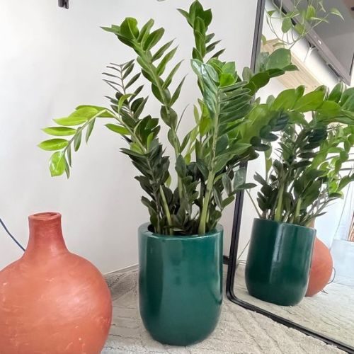 plantas para dentro de casa 1