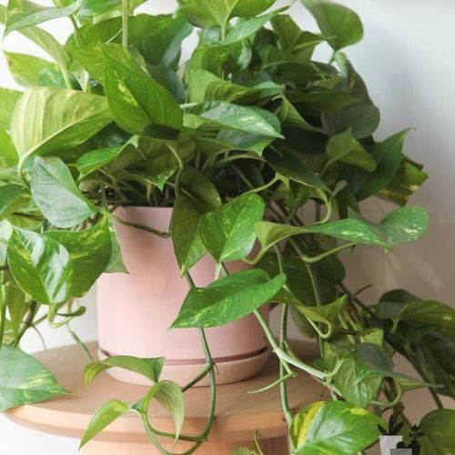 plantas para dentro de casa 3