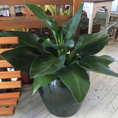 plantas para dentro de casa 5