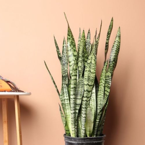 plantas para dentro de casa 7