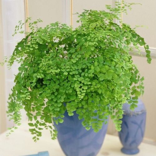 Avenca (Adiantum raddianum) em vaso azul