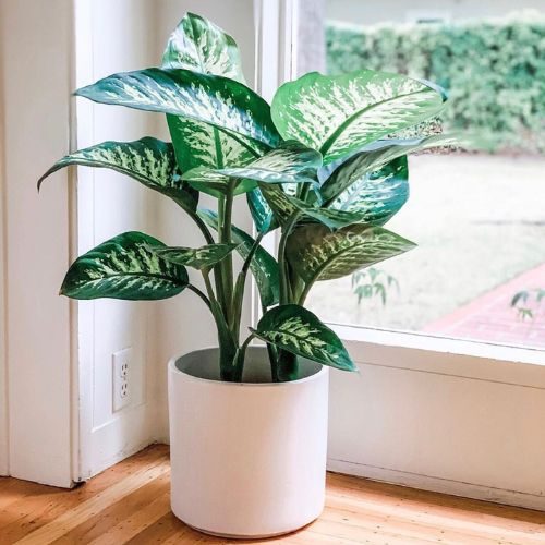 Comigo-ninguém-pode (Dieffenbachia amoena) em vaso branco próximo à porta de vidro