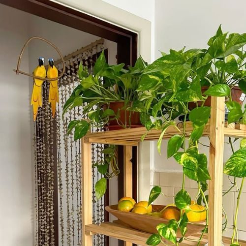 Jibóia (Epipremnum aureum) em estante de madeira