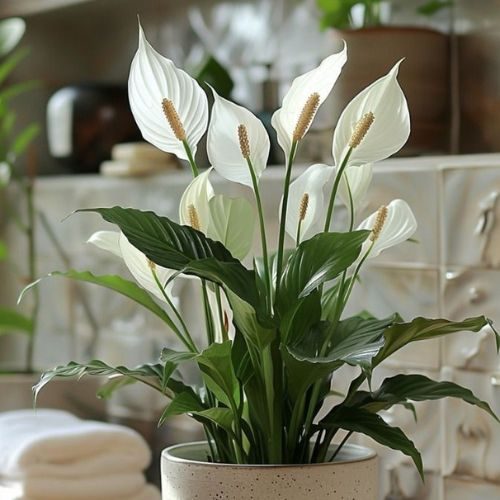 Lírio da paz (Spathiphyllum wallisii) em vaso de tom neutro