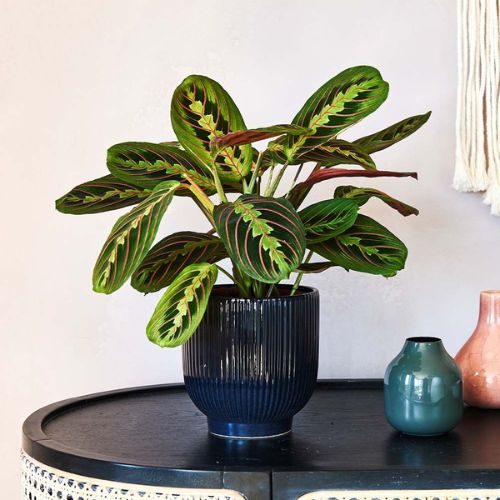 Maranta pena-de-pavão (Maranta leuconeura) cultivado em vaso de cerâmica