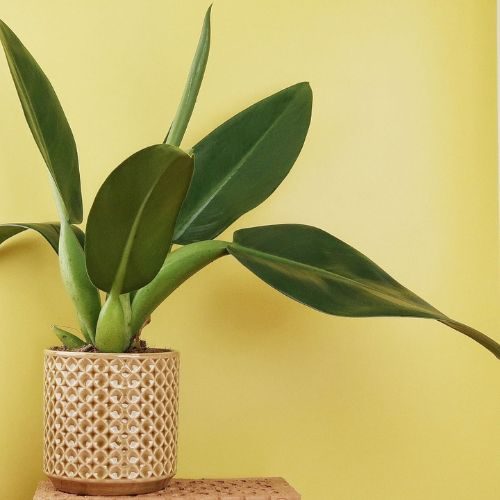 Pacová (Philodendron martianum) em vaso neutro