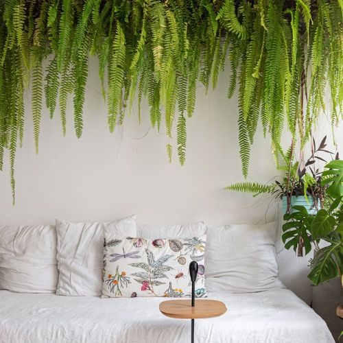13 plantas que gostam de sombra e vão deixar sua casa mais bonita