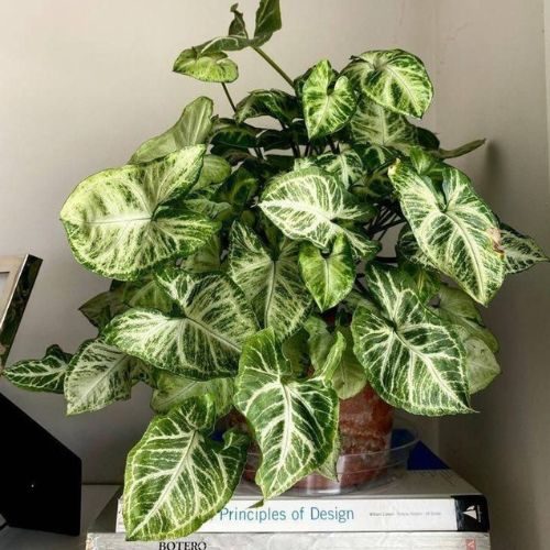 Singônio (Syngonium podophyllum) em vaso de barro