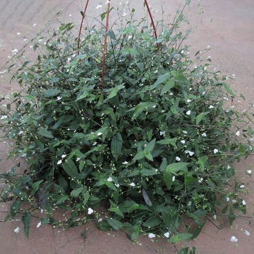 Véu-de-noiva (Gibasis pellucida) com destaque para suas delicadas flores brancas