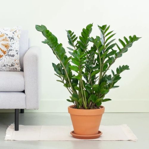 Zamioculca (Zamioculcas zamiifolia) cultivada em vaso de barro