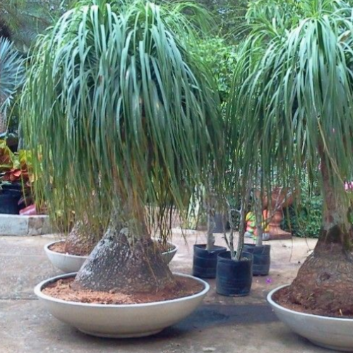 plantas sol intenso 1