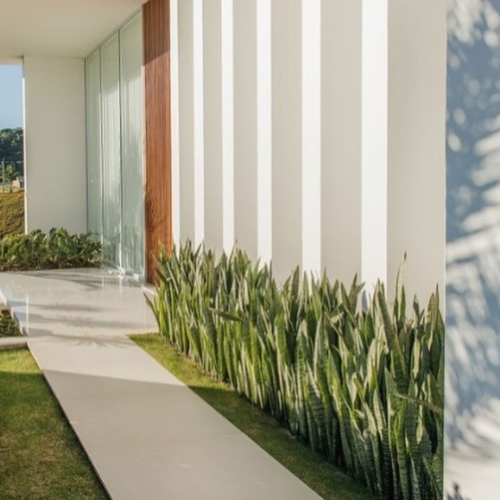 plantas sol intenso 2