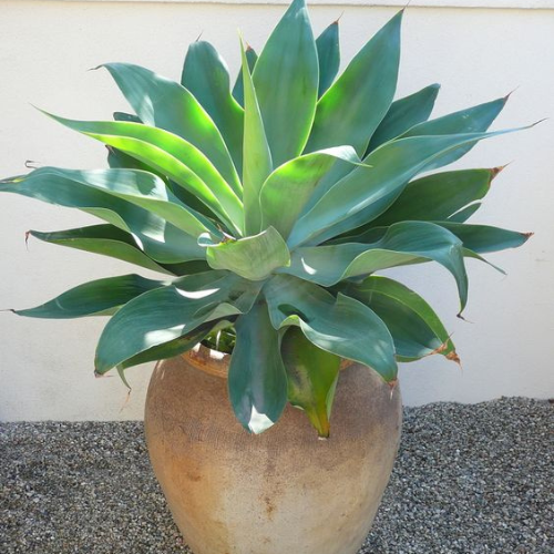 plantas sol intenso 3