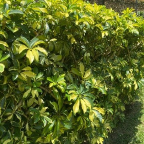 plantas sol intenso 5